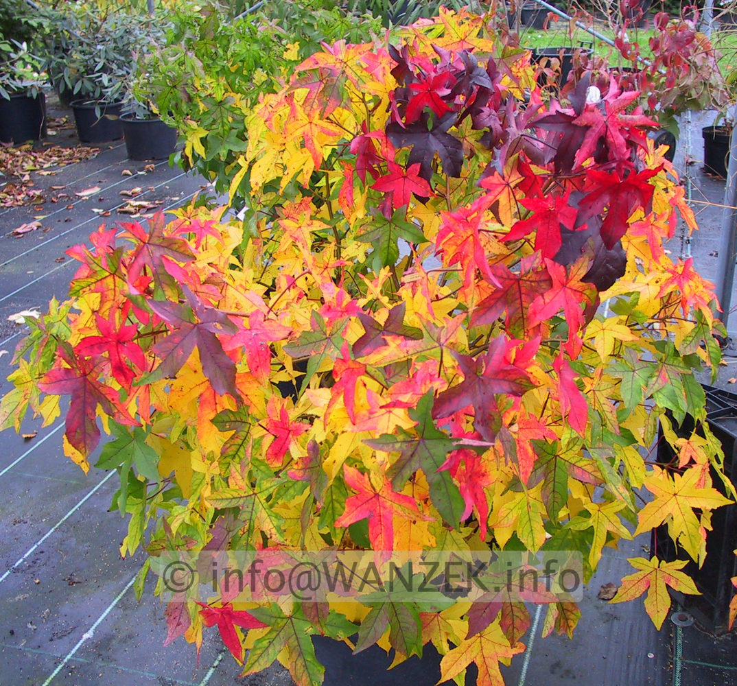 Liquidambar styraciflua Gum Ball Herbst 05.jpg